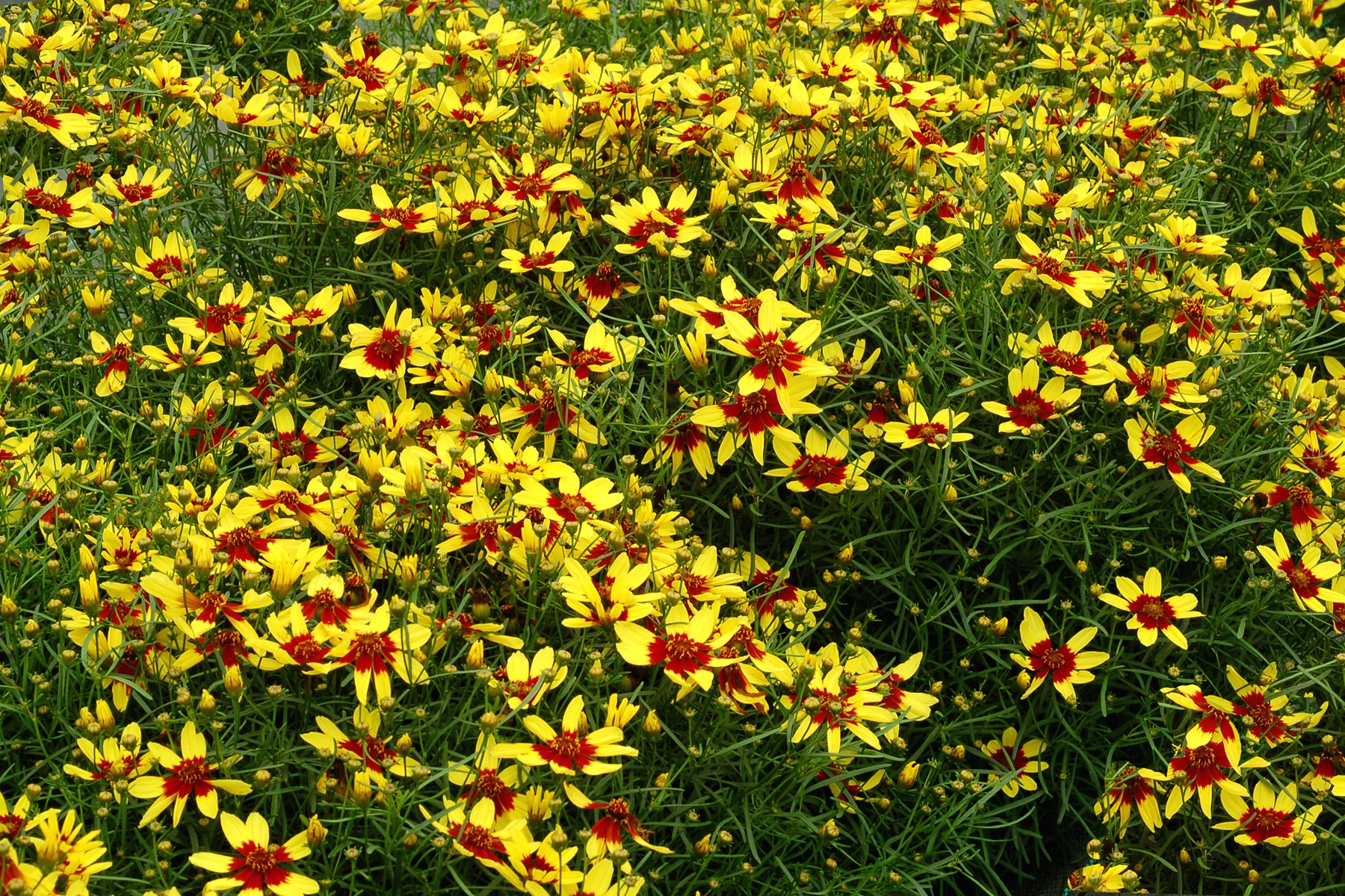 Coreopsis verticillata 'Firefly'